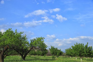 Bazen etrafımızdaki dünyaya o kadar alışırız ki etrafımızdaki her şeyi incelemek için doğa tarafından yaratılmış en güzel şeyleri fark etmeyi bırakırız. Yaşayan her şeyle sevinin: şişmiş tomurcuklar, bülbül şakıması,