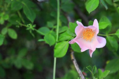 Bazen etrafımızdaki dünyaya o kadar alışırız ki etrafımızdaki her şeyi incelemek için doğa tarafından yaratılmış en güzel şeyleri fark etmeyi bırakırız. Yaşayan her şeyle sevinin: şişmiş tomurcuklar, bülbül şakıması,