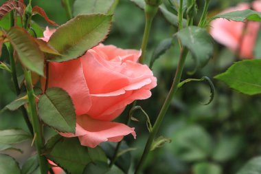 Bazen etrafımızdaki dünyaya o kadar alışırız ki etrafımızdaki her şeyi incelemek için doğa tarafından yaratılmış en güzel şeyleri fark etmeyi bırakırız. Yaşayan her şeyle sevinin: şişmiş tomurcuklar, bülbül şakıması,