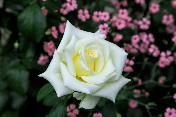 Bazen etrafımızdaki dünyaya o kadar alışırız ki etrafımızdaki her şeyi incelemek için doğa tarafından yaratılmış en güzel şeyleri fark etmeyi bırakırız. Yaşayan her şeyle sevinin: şişmiş tomurcuklar, bülbül şakıması,