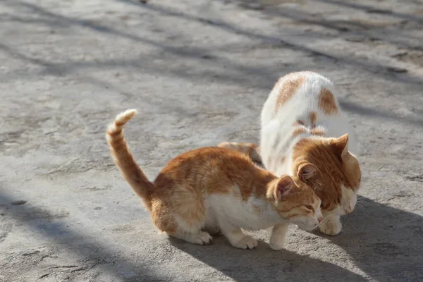 Katt Klipporna — Stockfoto