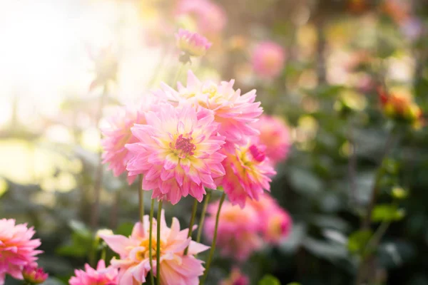 Природа вранці квітка — стокове фото