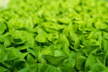 Tarım doğa büyüyen 