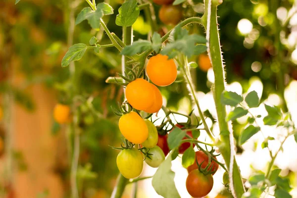 yellow tomato garden