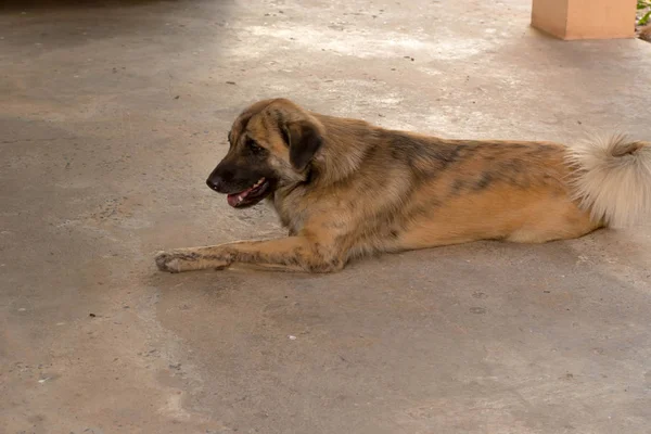 Forma de cão Ásia animal de estimação cão marrom . — Fotografia de Stock