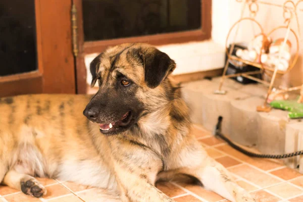 Perro tailandés es ser sonrisa . — Foto de Stock