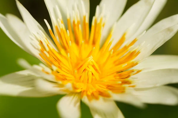 Flor macro amarelo — Fotografia de Stock