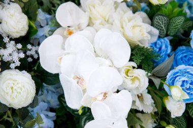 çiçek mavi ve beyaz renk 