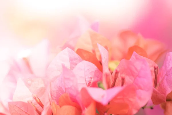 Красиві Квіти Макро — стокове фото