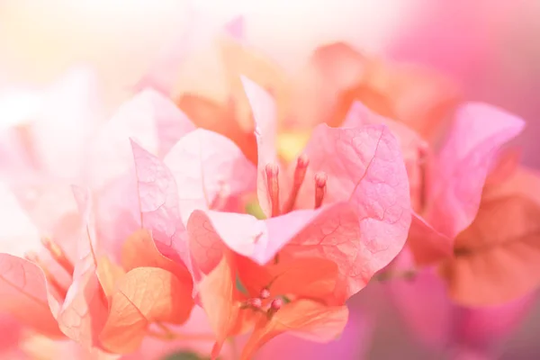 Красиві Квіти Макро — стокове фото
