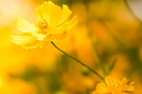 Wallpaper yellow flower in macro close up.