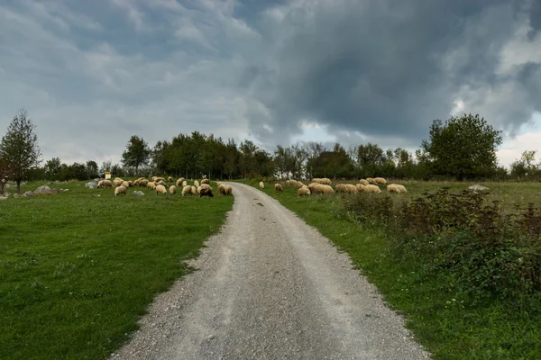 Ovelhas rebanho a caminho do castelo Dreznik, Croácia — Fotografia de Stock