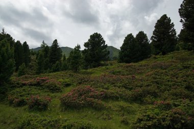 Manzaraya arkalık Alp Street, Carinthia, Avusturya