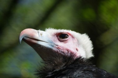 White-Headed Vulture (Trigonoceps occipitalis) clipart