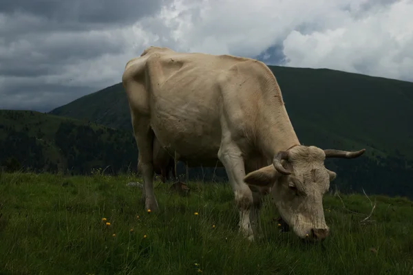 Vaca no Nock Alp, Áustria — Fotografia de Stock