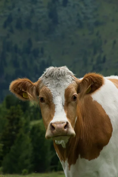 Tehén a Nock Alp, Ausztria — Stock Fotó