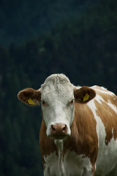 Tehén a Nock Alp, Ausztria — Stock Fotó