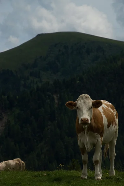 Vaca en el Nock Alp, Austria —  Fotos de Stock