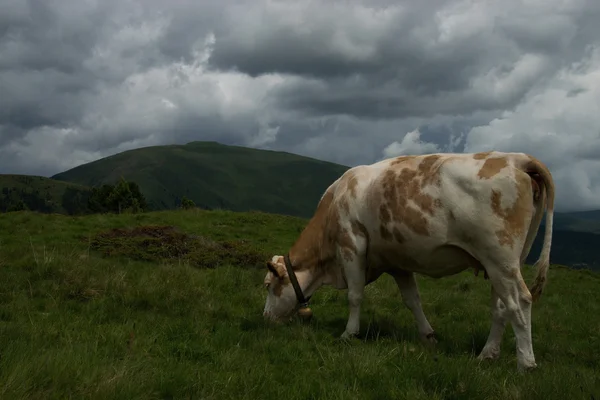 Vaca en el Nock Alp, Austria — Foto de Stock