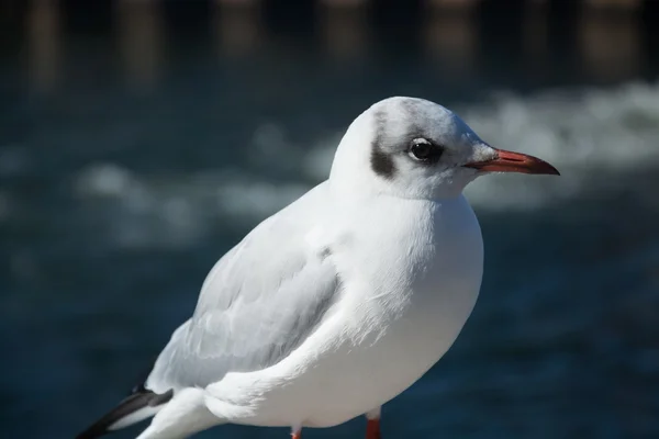 Close-up de uma gaivota — Fotografia de Stock