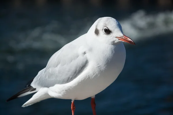 Close-up de uma gaivota — Fotografia de Stock