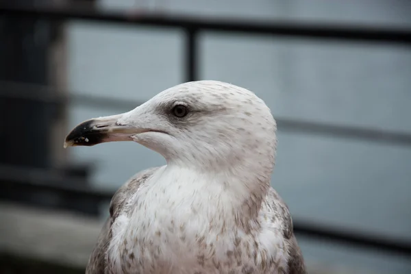 Primer plano de una gaviota —  Fotos de Stock