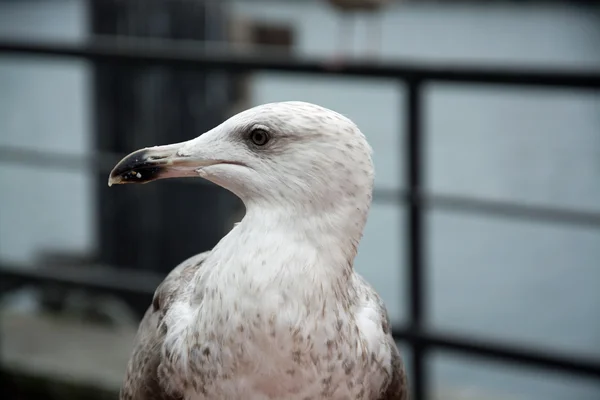 Close-up de uma gaivota — Fotografia de Stock