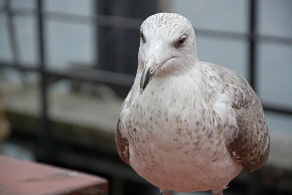 Close-up de uma gaivota — Fotografia de Stock