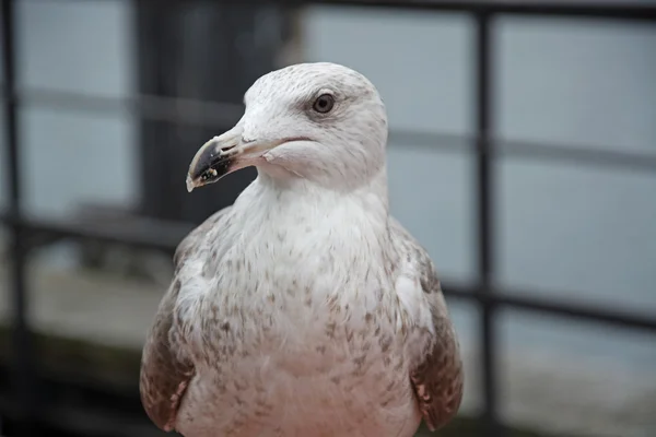 Close-up de uma gaivota — Fotografia de Stock