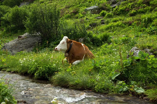 Tehenek Salzburgban a megye — Stock Fotó