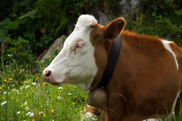 Vacas en el condado de Salzburgo, Austria — Foto de Stock