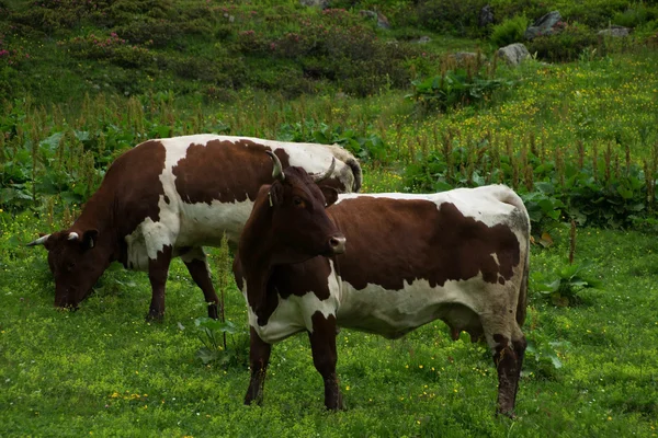 Vacas em Salzburg County, Áustria — Fotografia de Stock