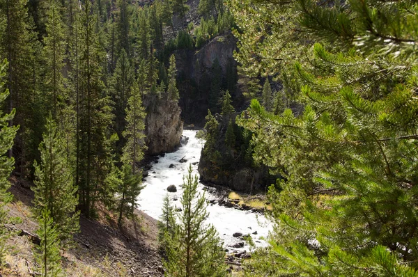 Yellowstonen kansallispuisto, Utah, Yhdysvallat — kuvapankkivalokuva