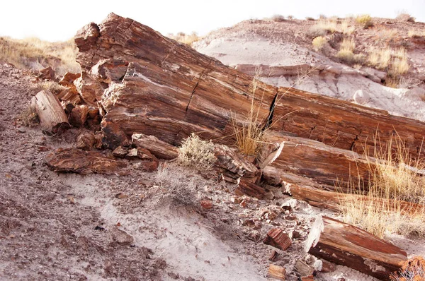 Petrified-Forest-National-Park, Arizona, EE.UU. — Foto de Stock