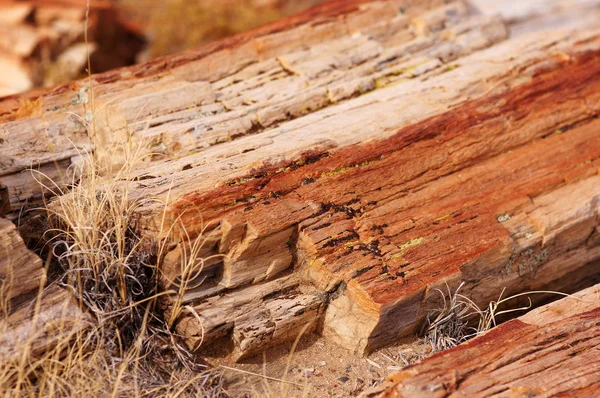 Petrified-Forest-National-Park, Arizona, États-Unis — Photo