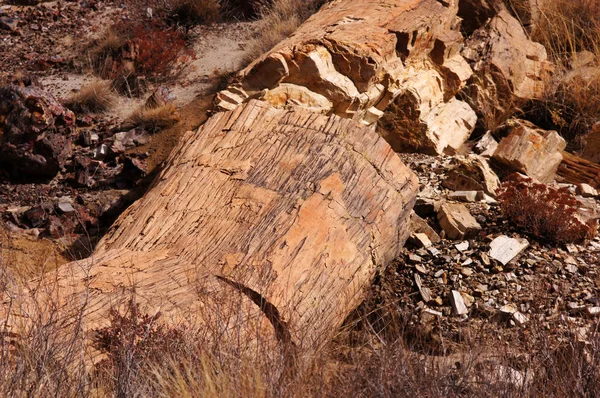 Петрифицированный лес-национальный парк, Аризона, США — стоковое фото