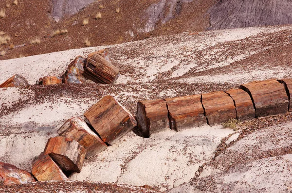 Petrified-Forest-National-Park, Arizona, États-Unis — Photo