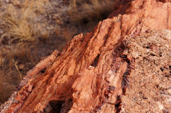 Petrified-Forest-National-Park, Arizona, États-Unis — Photo