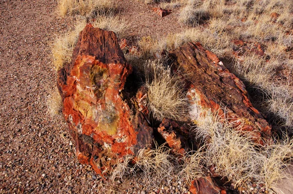 Petrified-Forest-National-Park, Arizona, EE.UU. — Foto de Stock