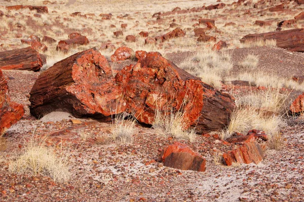 Petrified-Forest-National-Park, Arizona, EE.UU. — Foto de Stock