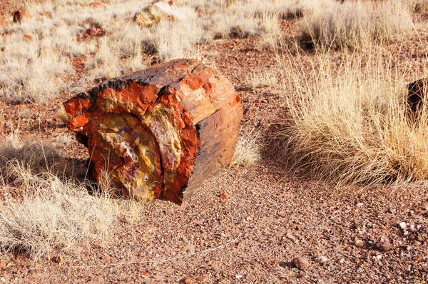 Petrified-Forest-National-Park, Arizona, EE.UU. — Foto de Stock