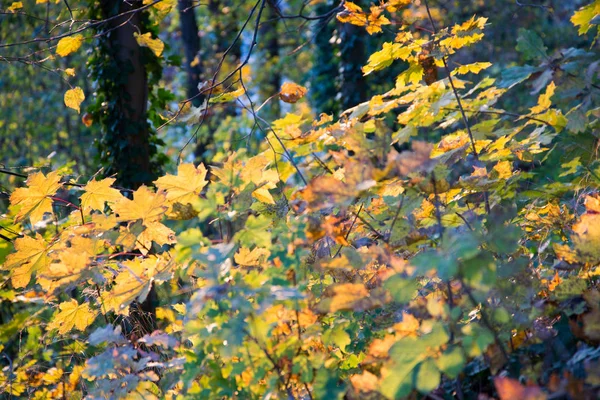 Bosque de otoño en República Checa —  Fotos de Stock