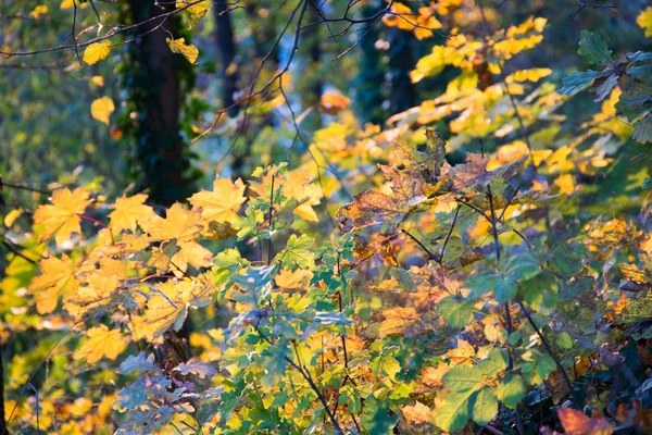 Φθινόπωρο δάσος στην Τσεχική Δημοκρατία — Φωτογραφία Αρχείου