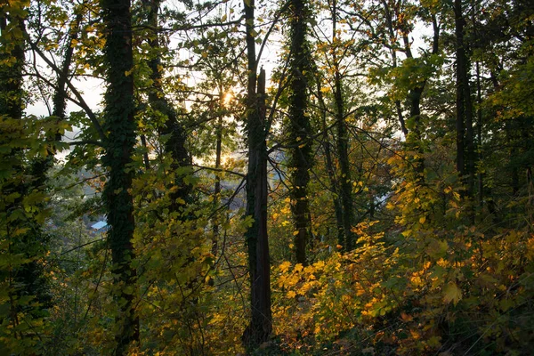 Podzimní Les v České republice — Stock fotografie