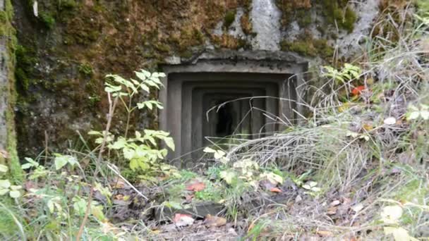 Bunker i en skog — Stockvideo