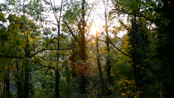 Bosque de otoño en Bohemia — Vídeo de stock