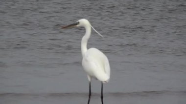 Heron ağır çekimde balık yakalamak