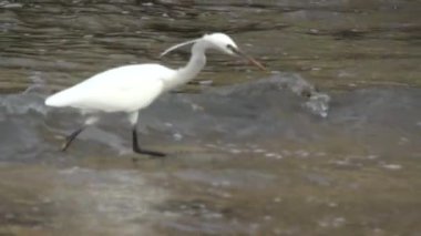Heron ağır çekimde balık yakalamak
