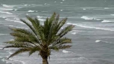 Okyanusa palm, sukut zaman