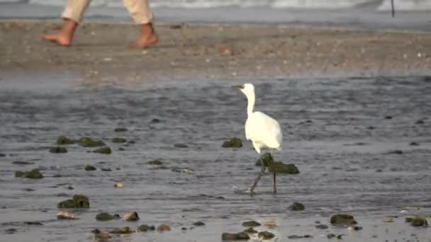 Heron är att fånga fisk — Stockvideo